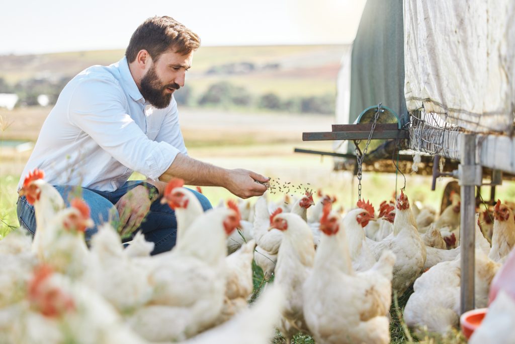 Image of a Poultry Farmer (Breeding)