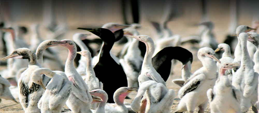 Bahrain's Natural Environment